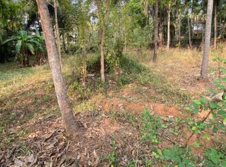 Residential Land for Sale in Palakkad, Pattambi, Perumudiyur, Near oriental high school
