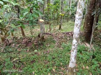 Residential Land for SaleWayanad, Sulthan bathery, Sultan Bathery