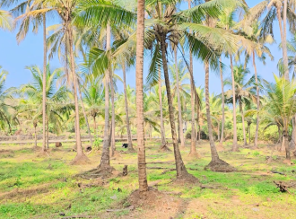 Commercial Land for Sale in Kozhikode, Elathur, Mokavoor, Kaipurath Palam