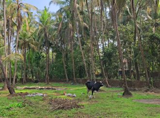 Commercial Land for Sale in Kozhikode, Elathur, Mokavoor, Kaipurath Palam