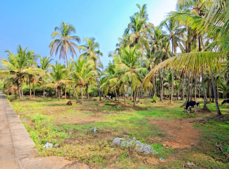 Commercial Land for Sale in Kozhikode, Elathur, Mokavoor, Kaipurath Palam