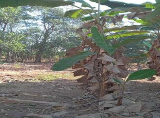 വാസയോഗ്യമായ ഭൂമി വില്പനയ്ക്ക് Thrissur, Chalakudy, Alur