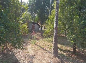 വാസയോഗ്യമായ ഭൂമി വില്പനയ്ക്ക് Thrissur, Chalakudy, Alur