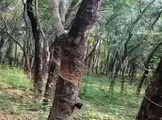 Residential House Villa for Sale in Kannur, Payyavoor, Payyavoor