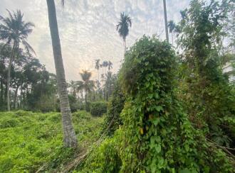 Residential Land for Sale in Ernakulam, Palluruthy, Palluruthy, Cheriya Pallanthuruth, located 1.7 km north of North Paravur town,