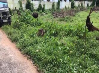 Residential Land for Sale in Kottayam, Changanassery, Vakathanam, Thottakkadu,