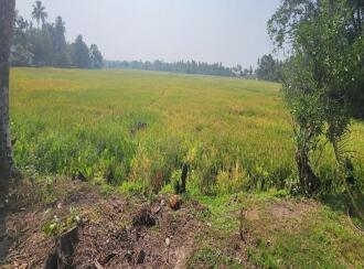 Residential Land for Sale in Kottayam, Ettumanoor, Neendoor, LIC JUNCTION