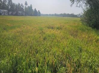 Residential Land for Sale in Kottayam, Ettumanoor, Neendoor, LIC JUNCTION