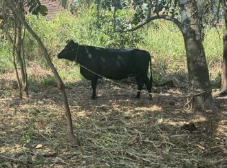 Residential Land for Sale in Thrissur, Irinjalakuda, Irinjalakuda, Mariyaman temple