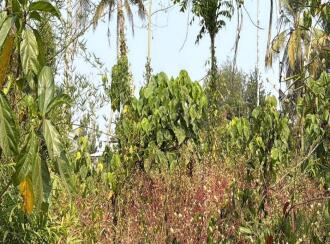 Residential Land for Sale in Thrissur, Irinjalakuda, Irinjalakuda, TR Krishnan road Irinjalakuda