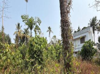 Residential Land for Sale in Thrissur, Irinjalakuda, Irinjalakuda, TR Krishnan road Irinjalakuda