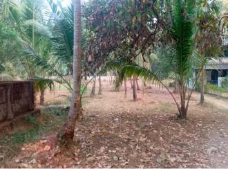 Residential Land for Sale in Thrissur, Chavakkad, Perakom