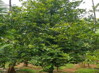 Residential Land for Sale in Thrissur, Kodakara, Kodaly, Puliyanthara