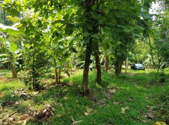 Residential Land for Sale in Thrissur, Kodakara, Kodaly, Puliyanthara