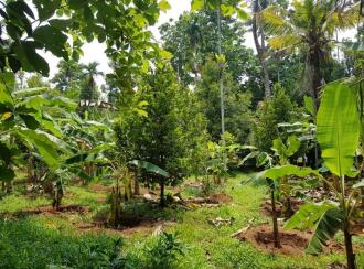 Residential Land for Sale in Thrissur, Kodakara, Kodaly, Puliyanthara