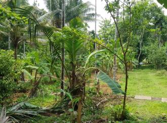 Residential Land for Sale in Thrissur, Kodakara, Kodaly, Puliyanthara