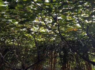 Residential House Villa for Sale in Ernakulam, Aluva, West kadungalloor, Ongithodu