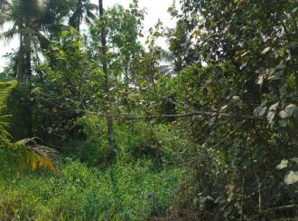 Agricultural Land for Sale in Kottayam, Kottayam town, Veloor, Pathinanchil Kadavu Road, Veloor