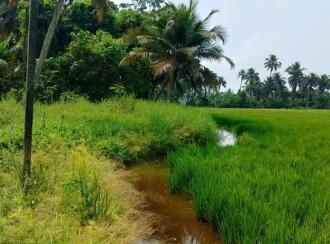 Agricultural Land for Sale in Kottayam, Kottayam town, Veloor, Pathinanchil Kadavu Road, Veloor