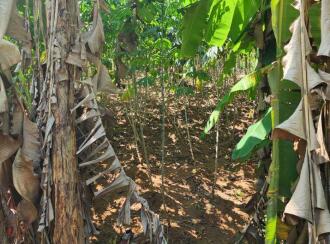 Residential Land for Sale in Pathanamthitta, Thiruvalla, Kumbanad, 9.363434, 76.659066