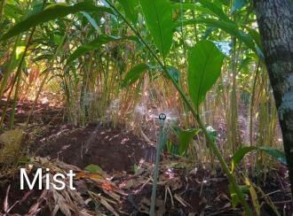 Agricultural Land for Sale in Idukki, Kattappana, Kanchiyar, Pezhumkandam