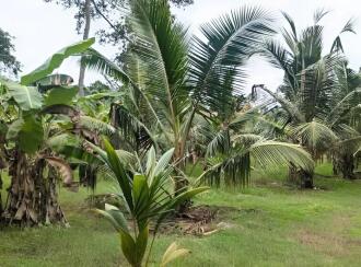 Residential Land for Sale in Thrissur, Mannuthy, Mullakkara, Mulayam Road