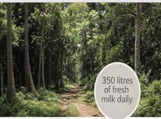 Residential Land for Sale in Thrissur, Mala, Kuzhur, Thumbrassery