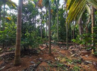 Residential Land for Sale in Ernakulam, Perumbavoor, Kodanad, kuranghanchal road