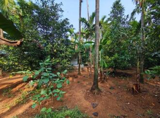 Residential Land for Sale in Ernakulam, Perumbavoor, Kodanad, kuranghanchal road