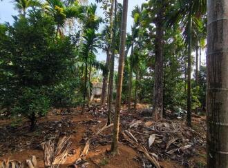 Residential Land for Sale in Ernakulam, Perumbavoor, Kodanad, kuranghanchal road