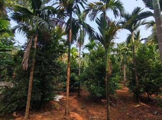 Residential Land for Sale in Ernakulam, Perumbavoor, Kodanad, kuranghanchal road