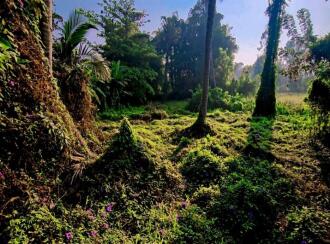 Commercial Land for Sale in Kottayam, Kottayam town, Pallom, MUNICIPAL ROAD