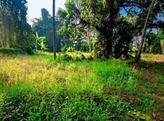 Commercial Land for Sale in Kottayam, Kottayam town, Pallom, MUNICIPAL ROAD