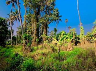 Commercial Land for Sale in Kottayam, Kottayam town, Pallom, MUNICIPAL ROAD