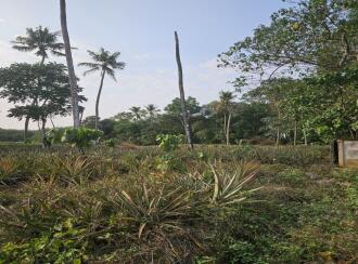 Residential Land for Sale in Ernakulam, Puthencruz, Venkida, Venkida-Puthencruz Road