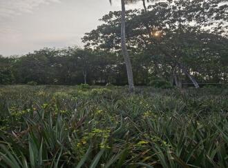 Residential Land for Sale in Ernakulam, Puthencruz, Venkida, Venkida-Puthencruz Road