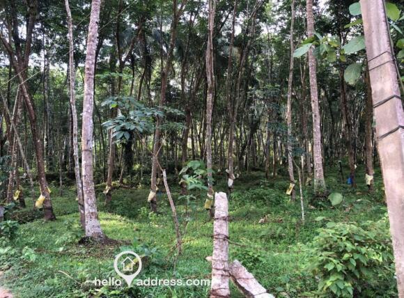 Vithura property images