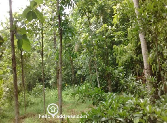 Prime Land - Maramon Chettimuku Junction