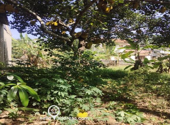 Entrance and one of the fruit bearing trees.