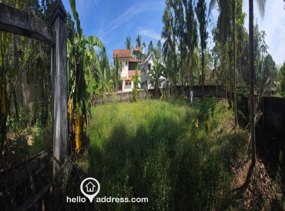 Panoramic view of the plot from inside the plot