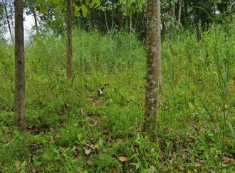 വാസയോഗ്യമായ ഭൂമി വില്പനയ്ക്ക് Trivandrum, Thiruvananthapuram, Mylam