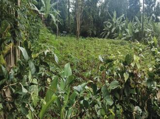 Residential Land for Sale in Thrissur, Amballoor, Mannampetta