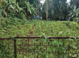 Residential Land for Sale in Thrissur, Amballoor, Mannampetta