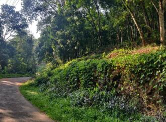 Residential Land for Sale in Kottayam, Pampady, Kooroppada, kooroppada