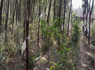 Residential Land for Sale in Malappuram, Nilambur, Mutheeri, Near cheriparambu homeo hospital