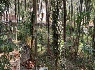 Residential Land for Sale in Malappuram, Nilambur, Mutheeri, Near cheriparambu homeo hospital