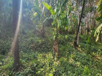 Residential Land for Sale in Idukki, Moolamattom, Arakkulam, Plot No: 24/2904, Near Bishop Vayalil Medical Center, Arakkulam Juction, Moolamattam