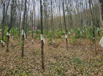 Residential Land for Sale in Kottayam, Pampady, 9th mile, Near Hotel Summer Sand