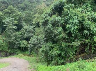 Residential Land for Sale in Idukki, Vagamon, Melethadom, melethadom
