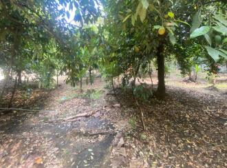 Residential Land for Sale in Ernakulam, Aluva, Kanjoor